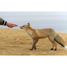 Feeding foxes