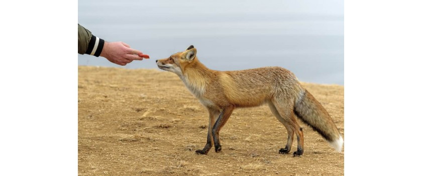 Feeding foxes