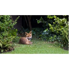 Foxes in towns and gardens