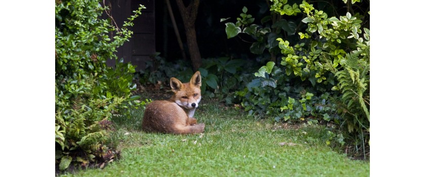 Foxes in towns and gardens