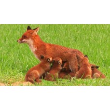Foxes - Birth and development