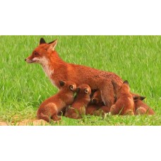 Foxes - Birth and development