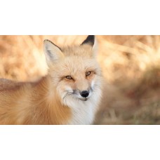 Fox Information