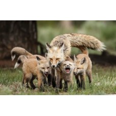 Fox mortality