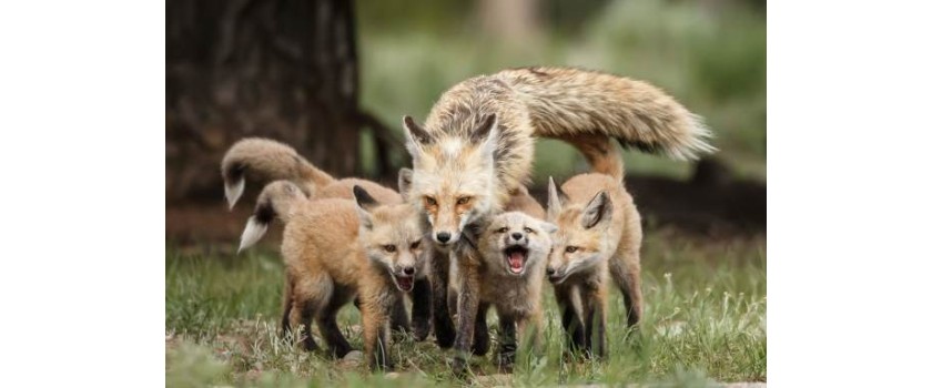 Fox mortality