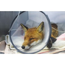 Foxes - minor injuries