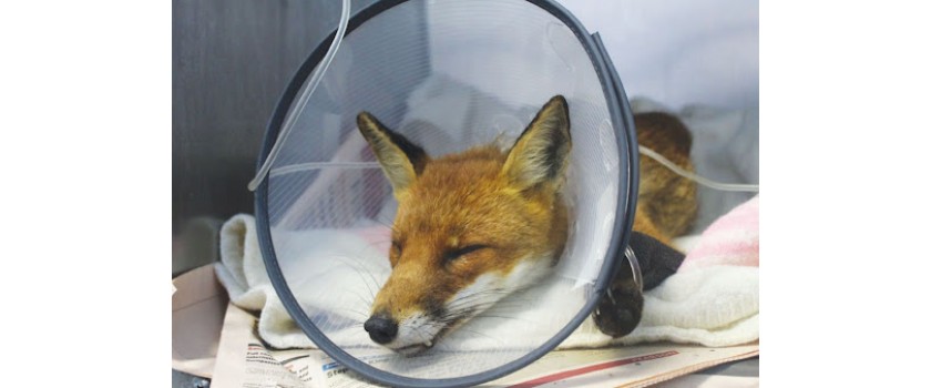 Foxes - minor injuries