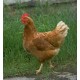 Poultry Products coming soon Poultry Products coming soon