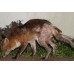 Fox Sarcoptic Mange