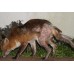 Fox Sarcoptic Mange 50ml