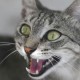 cat oral health cat oral health